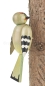 Preview: Grünspecht 14 cm